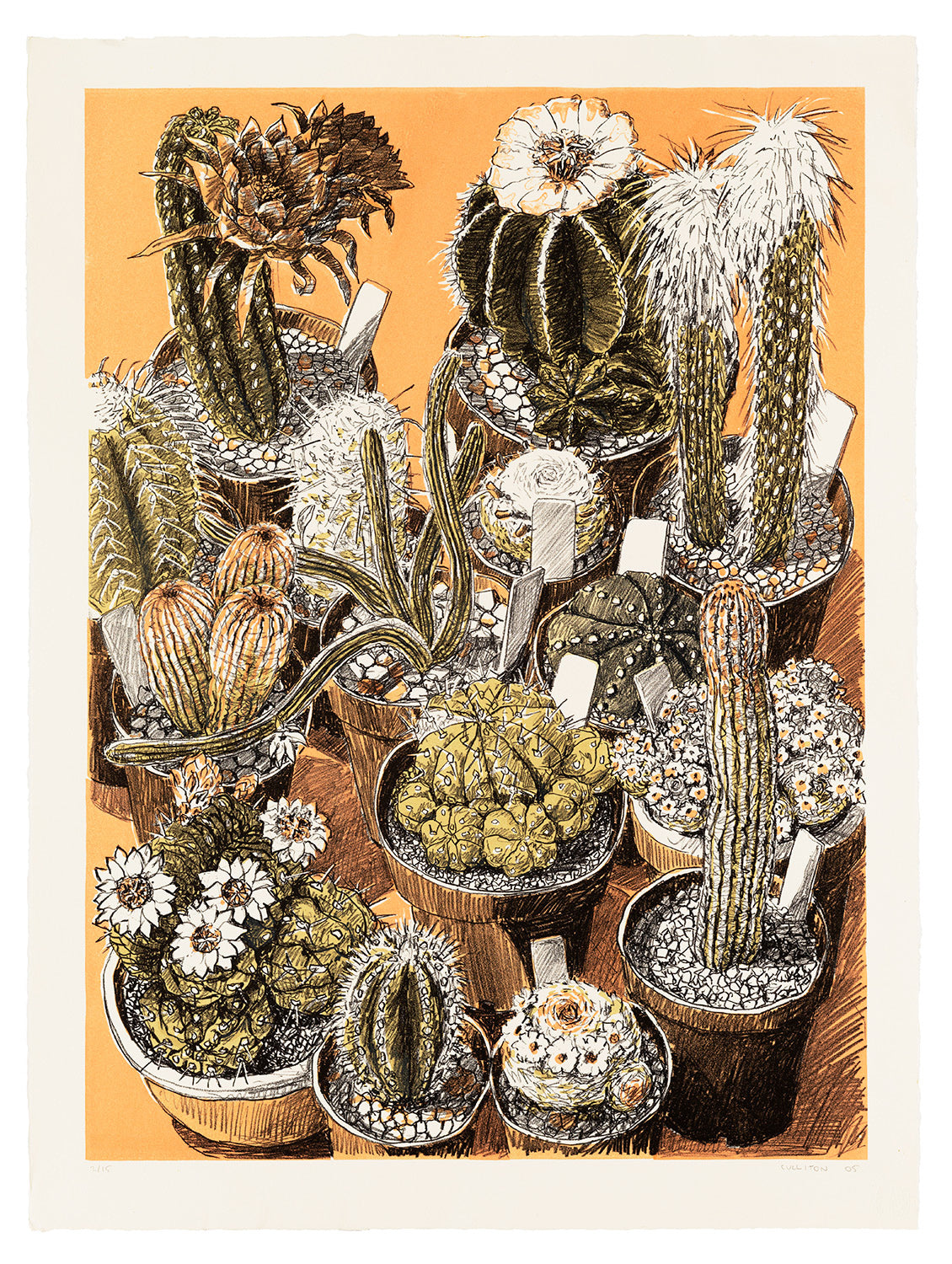 Lucy Culliton - Cactus Collection